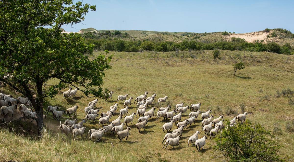 Een kudde Drentse heideschapen in de Egmondse duinen